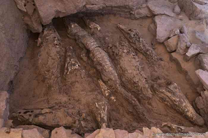 This Tomb Contains 10 Mummified Crocodiles From 2,500 Years Ago