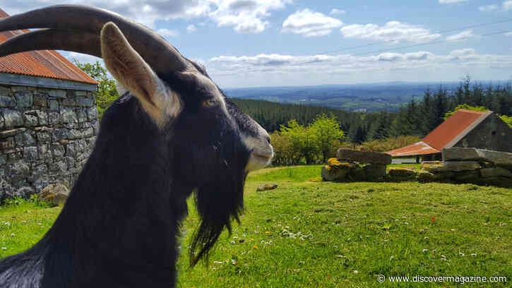 Meet the Firefighting Goats of Dublin