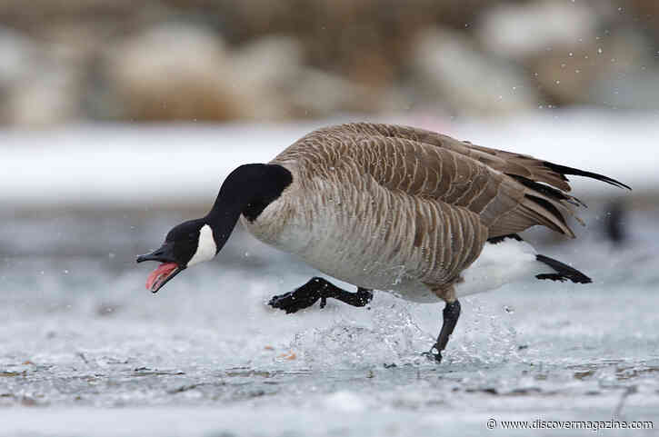 Geese Are Immune to Human Harassment