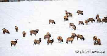 Nature Conservancy of Canada purchases land for protection near Waterton Lakes National Park