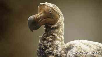 Resurrecting the Dodo: How Scientists Plan to De-Extinct an Iconic Species     - CNET