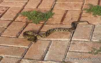Corpo de Bombeiros captura jararaca no Jardim Veredas em ... - Tarobá News