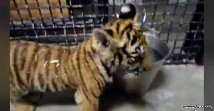 Feds investigate larger potential exotic animal smuggling ring in Albuquerque