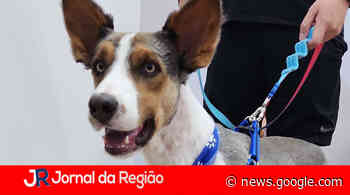 Cachorro encontrado no Jardim Ana Maria - JORNAL DA REGIÃO - JUNDIAÍ