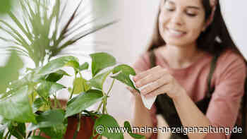 Allergie-Auslöser in der Wohnung: Experten erklären, welche Bereiche beim Abstauben oft vergessen werden