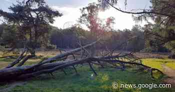 Bennekomse bos en heide krijgen een fikse onderhoudsbeurt - AD