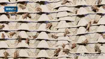 Neue Verordnung der EU: Insekten essen für den Klimaschutz - WELT