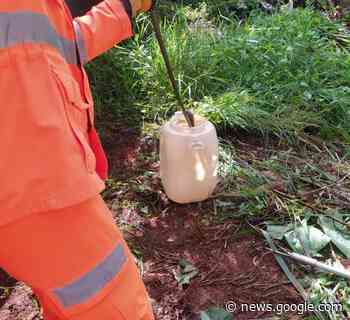 Bombeiros capturam cobra cascavel em obra - Araxá Agora