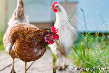 Fernie Food Action and backyard hens update | Elk Valley, Fernie - E-Know.ca