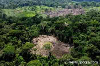 Germany pledges £179m to help preserve Brazil's rainforest - Barking and Dagenham Post