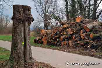 Gefällte Bäume am Brettenbach sind Lebensraum für seltene Käfer - badische-zeitung.de