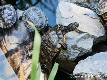 Tortura una tartaruga fino alla morte e posta il video. Denunciato un ragazzino