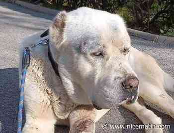 "Il avait les oreilles coupées et avait très peur": un chien abandonné au sommet d'un mont toulonnais
