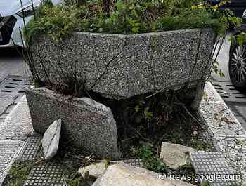 Bari, fioriere distrutte dalle radici in via Matarrese: mattonelle divelte ... - Telebari