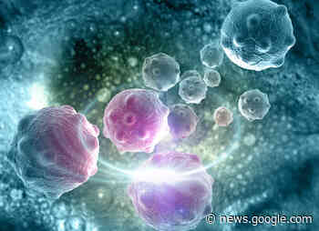 Bari, studio del Cnr ricostruisce l'ecosistema cellulare alla base del ... - Telebari