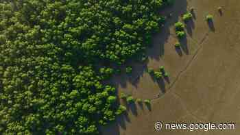 Green Claims: Was bei "klimaneutral"-Werbung zu beachten ist - Lebensmittel Zeitung