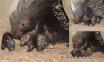 Two baby porcupines are born at London Zoo 