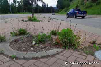 City not controlling noxious weeds in parks, city lands, organization ... - Prince George Citizen