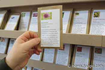 Start nieuw zaaiseizoen in de zadenbibliotheek Massemen - Wetteren