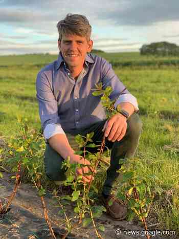 Sheep bring benefits to Angus arable farm - The Press & Journal