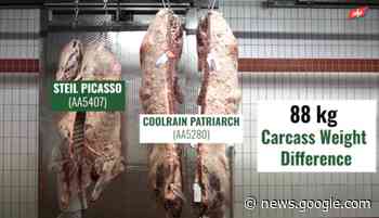 Video: Comparing 2 Angus dairy-beef carcasses at ABP Slaney - Agriland