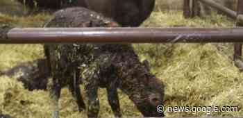 Calves are already coming at Jacobson Red Angus - Agweek
