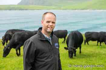Outwintering Angus cows on Shetland yields cost savings of £98/cow - The Scottish Farmer