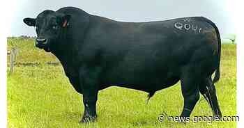 Weatherly Angus excited to be part of the bigger picture - The Standard