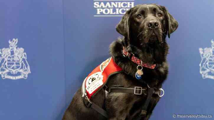 Police department on Vancouver Island introduces its newest member, Beacon, an intervention dog