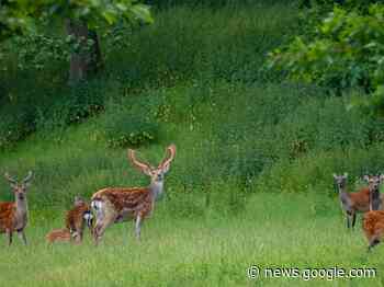Sikahirsche dürfen gejagt werden - Ansbach plus
