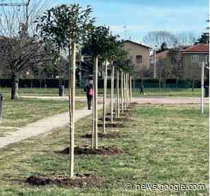 A Senago arrivano 80 nuovi alberi - Il Notiziario
