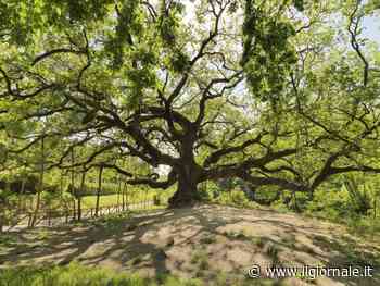 Cade la "Quercia delle Streghe", addio al monumentale albero d'Abruzzo