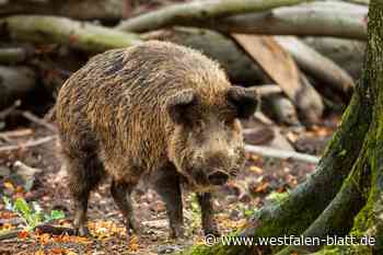 Streit vor Gericht: Wildschaden in Borgentreich falsch bewertet?