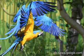 Ara ist „Zootier des Jahres“ | Langenhagen aktuell | Region Hannover | News - Langenhagener-News