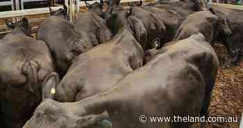 The story of two cow markets