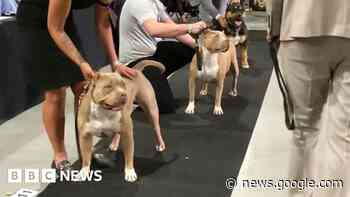 Coventry police concerns over unauthorised American bully dog meet - BBC