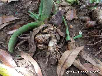 Advierten que en la zona sur de Coro se registra presencia del ... - Crónica Uno