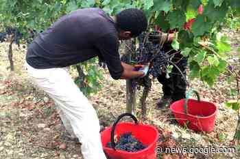 Lavoratori agricoli: in provincia di Siena i dipendenti sono quasi ... - SienaFree.it