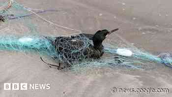 Birds caught in fishing gear die on Cornwall beach - BBC