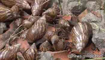 PORTAL / Geral / Caramujos africanos estão infestando Imbituba - rscportal.com.br