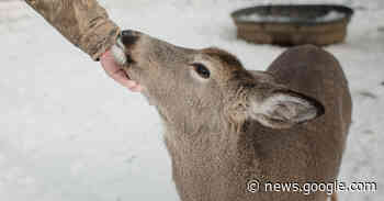 Deer Could Be a Reservoir of Old Coronavirus Variants, Study Suggests - The New York Times