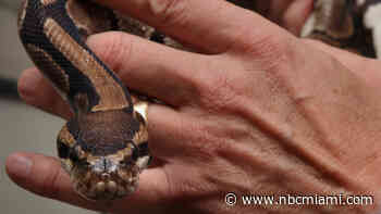 Cutler Bay Man Bit Head Off Pet Python During Domestic Dispute: Police
