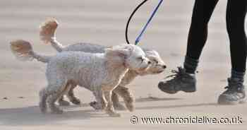 North East Wednesday weather hour-by-hour as Met Office forecasts sunny start to February