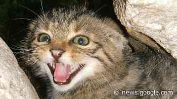 CUNEO/ "Il gatto selvatico sulle Alpi Marittime e Cozie", conferenza ... - Cuneocronaca.it