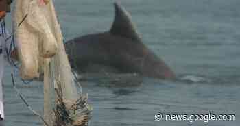 Delfine und Menschen fischen in Brasilien gemeinsam - blue News