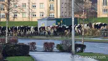 WATCH: Herd of cows spotted walking down Airdrie road - The National