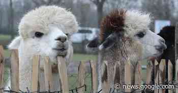 Krefeld: Alpaka-Wanderung am Kliedter Hof – was das Angebot ... - Westdeutsche Zeitung