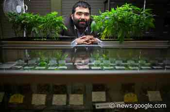 Former Bay Area mayor and cannabis entrepreneur convicted of ... - San Francisco Chronicle
