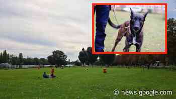 Gar nicht wau! Hier sollen Hunde in Heidelberg bald wieder an die ... - heidelberg24.de