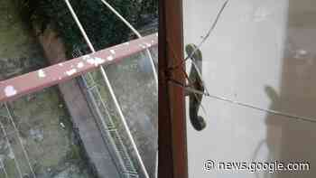 Ladri acrobati si arrampicano fino al secondo piano e rubano soldi e ... - Vasto Web